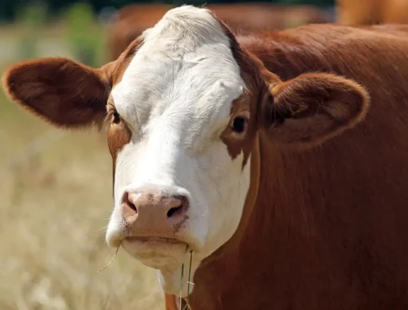 We grow fresh, organic produce using clean methods that protect nature, healthy food.